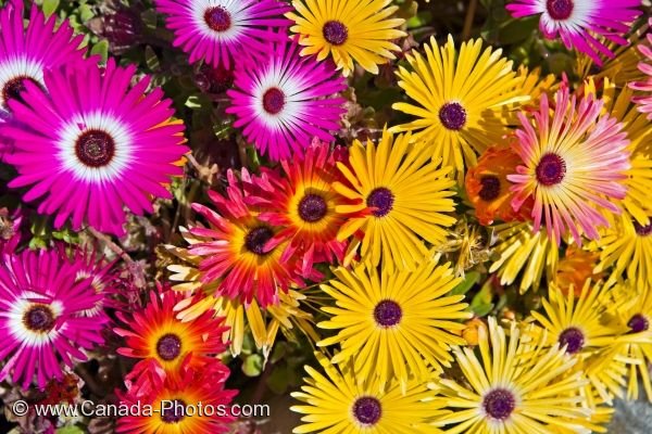 Photo: Vibrant Colored Flowers Livingstone Daisies Picture