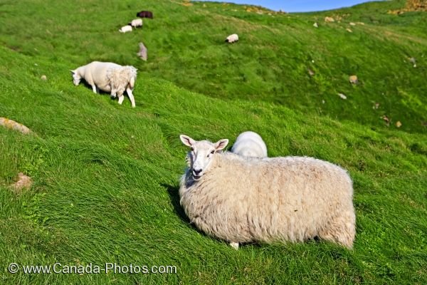 Photo: White Sheep Avalon Peninsula