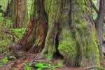 Photo: Big Cedar Tree Rainforest Pacific Rim National Park