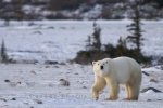 Photo: Polar Bear Tundra Walk Hudson Bay Churchill