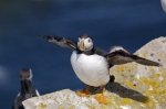 Photo: Adult Atlantic Puffin Bird Island Colony