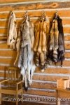 Photo: Animal Pelts Picture Last Mountain House Provincial Park