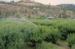 Apple Trees growing in the Okanagan Valley close to the South Okanagan Lake in British Columbia, Canada.