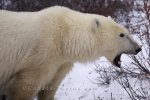 Photo: Arctic Animal Yawning Hudson Bay Churchill