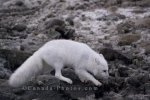 Photo: Arctic Fox Hunt Churchill Manitoba