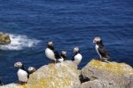 Photo: Atlantic Puffin Colony Bird Island Newfoundland