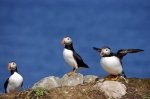 Photo: Atlantic Puffin Flight Newfoundland Canada