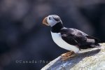 Photo: Atlantic Puffin Newfoundland