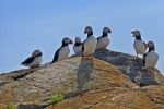 Photo: Atlantic Puffins Nesting Grounds Bird Island Newfoundland