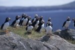 Photo: Atlantic Puffins Newfoundland