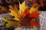 Photo: Autumn Colored Maple Leaves Rock Lake Algonquin Provincial Park