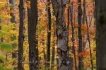 Photo: Autumn Forest Algonquin Provincial Park