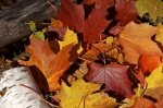 Photo: Autumn Leaf Colors Algonquin Provincial Park Ontario