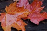 Photo: Autumn Leaf Display Algonquin Provincial Park