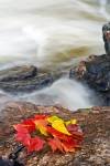 A grouping of autumn coloured leaves in shades of red and yellow sit on the rocky banks of a waterfall found along the scenic Sand River in Lake Superior Provincial Park, Ontario, Canada.