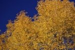 Photo: Autumn Tree Old Quebec Canada