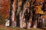 Photo: Autumn Trees Nova Scotia