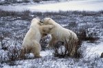 Photo: Bear Fight Churchill