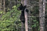 A Black Bear Cub, Ursus americanus, waits for its mother in a tree.