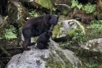 Photo: Black Bear Family
