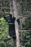 Photo: Black Bear Tree Ontario Canada