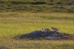 Photo: Black Tailed Prairie Dogs Picture Frenchman River Valley Saskatchewan