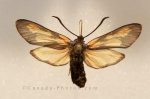 Photo: Blood Droplet Moth Picture Newfoundland Insectarium