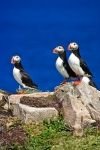 Photo: Bonavista Bay Atlantic Puffins Newfoundland Canada