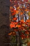 Photo: Bright Red Forest Leaves Rock Lake Ontario