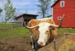 Photo: Bull Grazing By The Farm Barn Steinbach Manitoba