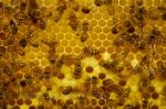 Photo: Busy Honey Bees Picture