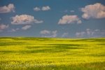 Photo: Canola Field Summer Clouds Qu Appelle Valley Saskatchewan