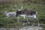 Photo: Caribou Family