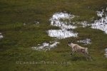 Photo: Caribou Stag Marshlands Southern Labrador