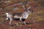 Photo: Caribou Stag Denali National Park