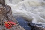 Photo: Riverbank Autumn Leaves Waterfall Rapids Ontario