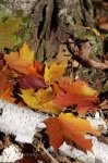 Photo: Colorful Fall Forest Leaves Algonquin Provincial Park