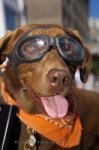 Photo: Cool Chocolate Lab Dog Picture Motorcycle Riding