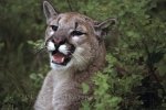 Photo: Cougar Mountain Lion Vancouver Island