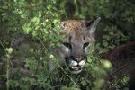 Photo: Cougar Vancouver Island