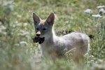 Photo: Coyote Picture Canada Wilderness