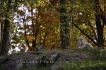 Photo: Coyote Surrounded By Autumn Colored Trees Parc Omega