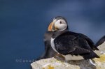 Photo: Cute Atlantic Puffin Picture Newfoundland Labrador