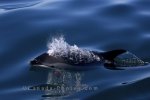 Photo: Cute Atlantic White Sided Dolphin Bay Of Fundy Nova Scotia