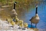 Photo: Cute Canada Geese Family Lake Erie Leamington Ontario