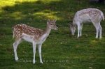 Photo: Cute Deer Picture Parc Omega Montebello Quebec