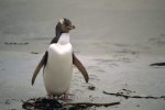 Photo: Cute Penguin New Zealand