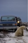 Photo: Polar Bear Detour Churchill Manitoba