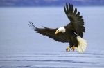 An adult bald eagle with spread wings coming down to the water surface to catch a fish.