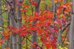 Photo: Fall Foliage Algonquin Provincial Park